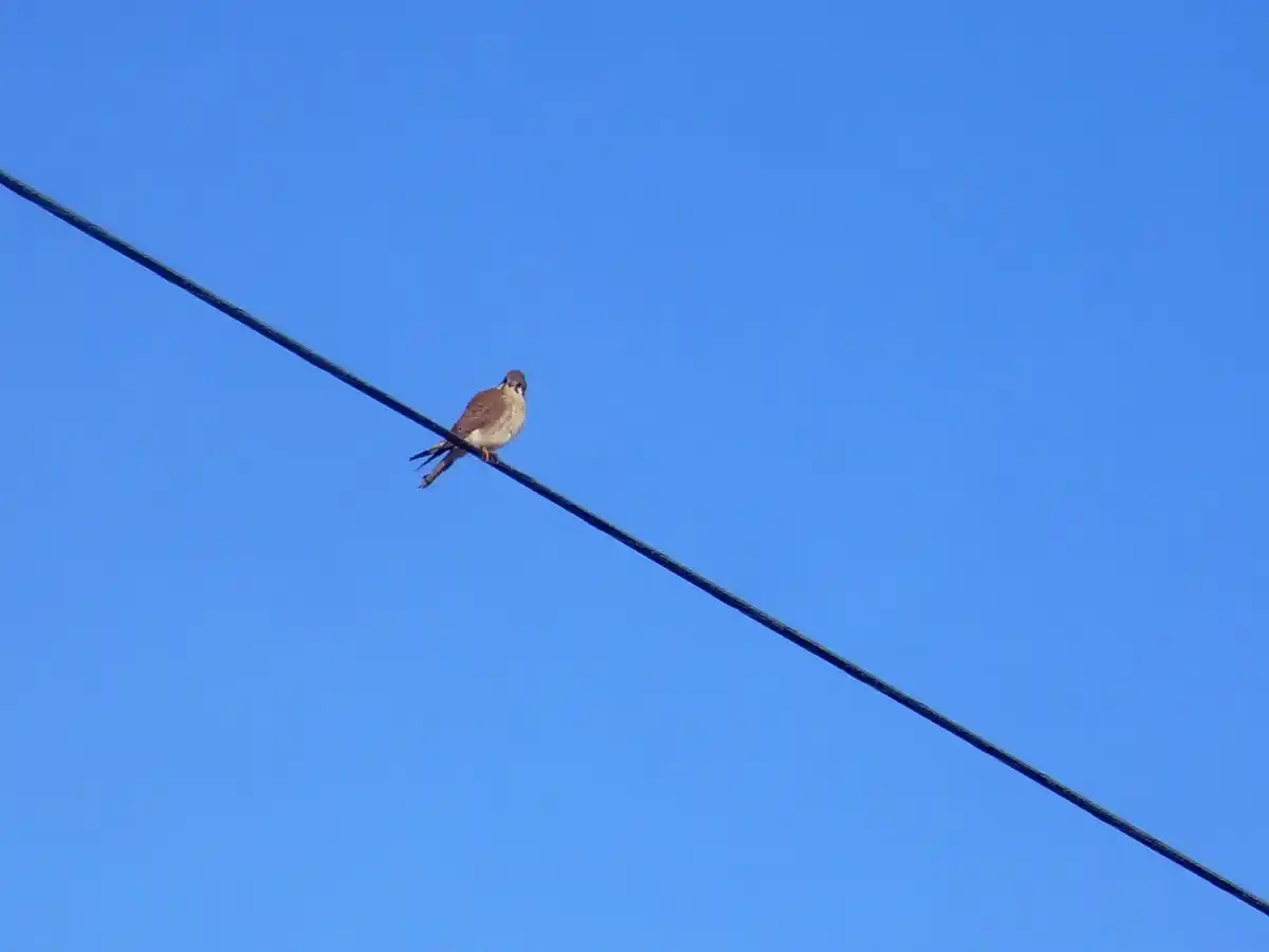 Bird on a wire by Susan Fluegel